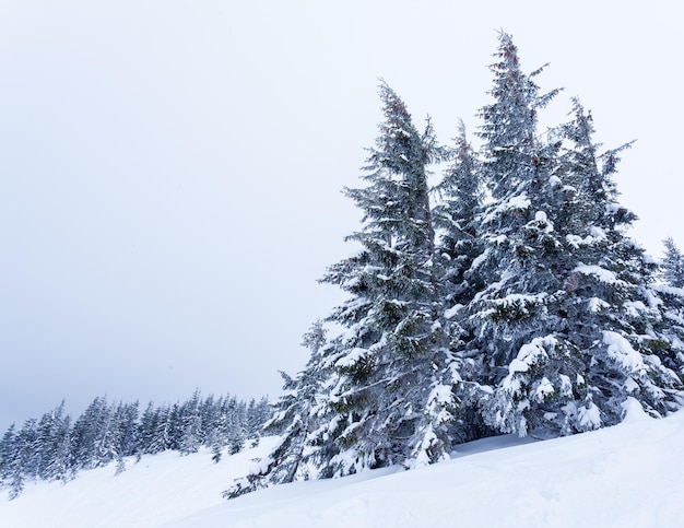 Frozen snowcovered fir forest after snowfall and gray sky in haze at winter day Carpathian Mountains Ukraine