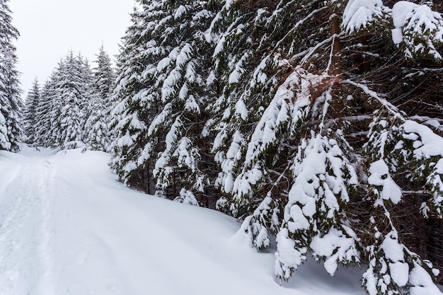 Frozen snowcovered fir forest after snowfall and gray sky in haze at winter day Carpathian Mountains Ukraine