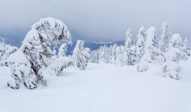 Frozen snowcovered fir forest after snowfall and gray sky in haze at winter day Carpathian Mountains Ukraine