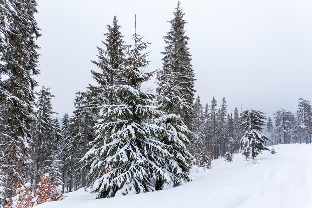 Frozen snowcovered fir forest after snowfall and gray sky in haze at winter day Carpathian Mountains Ukraine