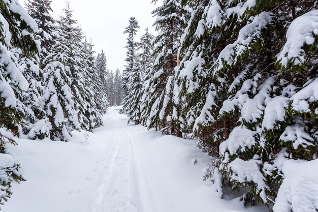 Frozen snowcovered fir forest after snowfall and gray sky in haze at winter day Carpathian Mountains Ukraine