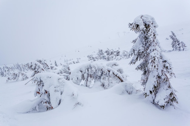 Frozen snowcovered fir forest after snowfall and gray sky in haze at winter day Carpathian Mountains Ukraine