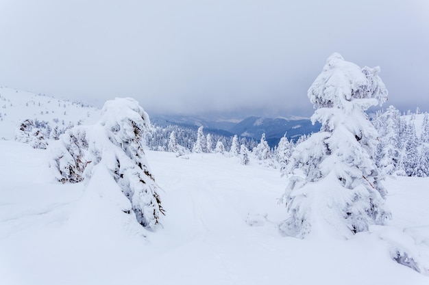 Frozen snowcovered fir forest after snowfall and gray sky in haze at winter day Carpathian Mountains Ukraine