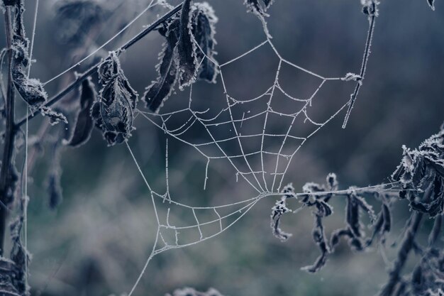 Frozen spider web background winter Frozen nature A cobweb on the grass in a woods covered by iced