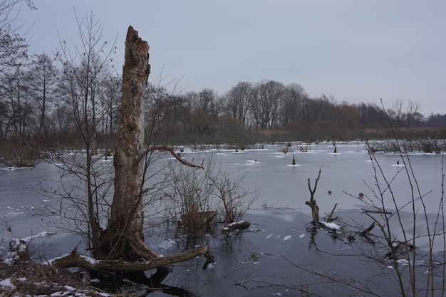 Frozen swamp in winter Kolobrzeg Podczele Poland