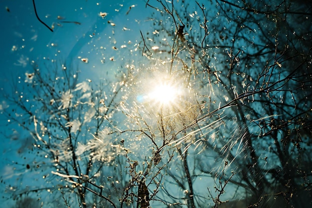 Frozen tree branches against the blue sky with sun rays Winter background