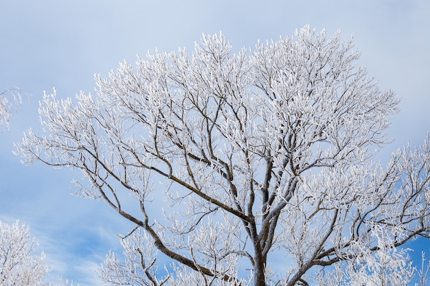 Frozen tree crown on blue sky background