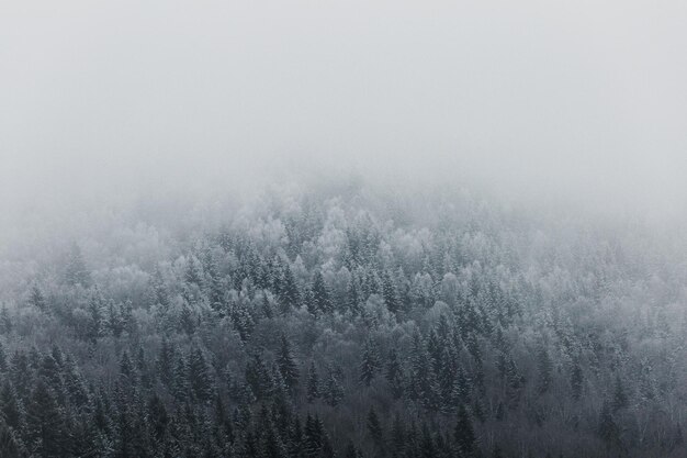 Photo frozen trees against sky during foggy weather