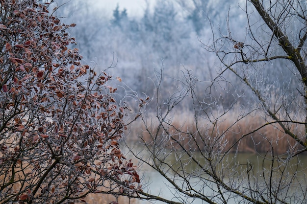 Frozen trees in the foggy morning