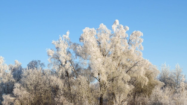 Frozen trees on a sunny winter day