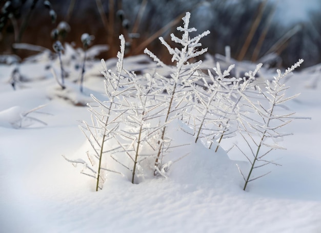 Frozen wild grasses in deep snow