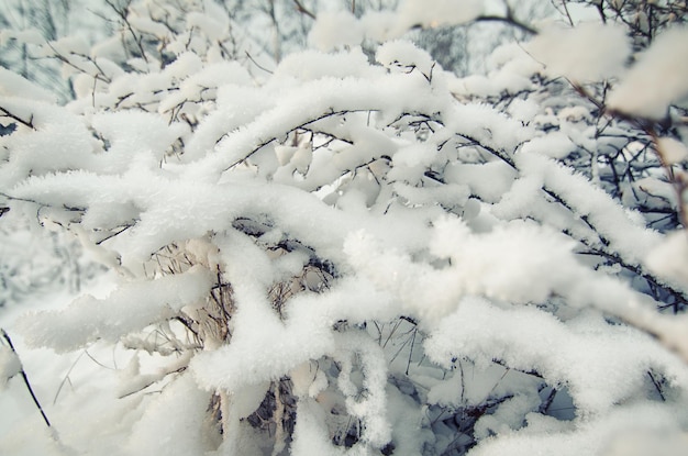 Frozen winter bush