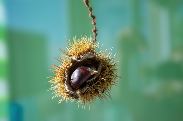 The fruit of the chestnut tree on the blue green background