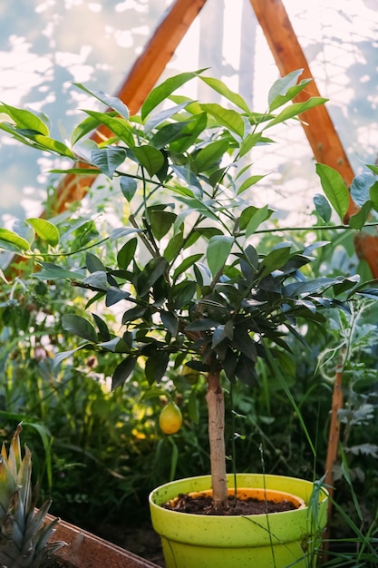 Fruit cultivation greenhouse farm natural