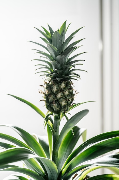 Photo the fruit of a decorative indoor pineapple