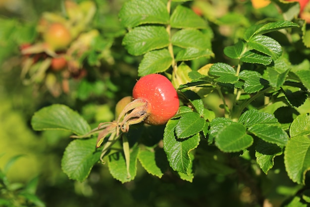 Fruit in the garden