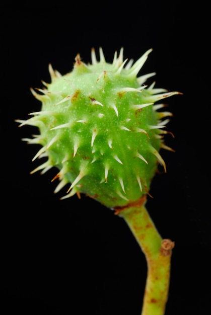 Fruit of the horse chestnut (Aesculus hippocastanum) on a black background