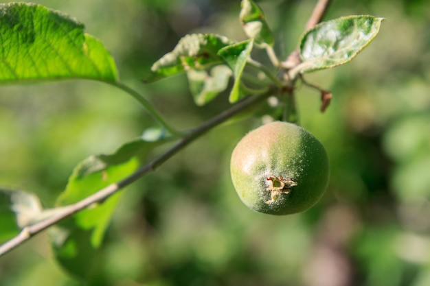 Fruit of immature apple with leaves affected by fungal diseas Fruit growing in the garden