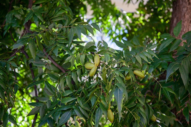 The fruit is a pecan nuts on a tree in green foliage