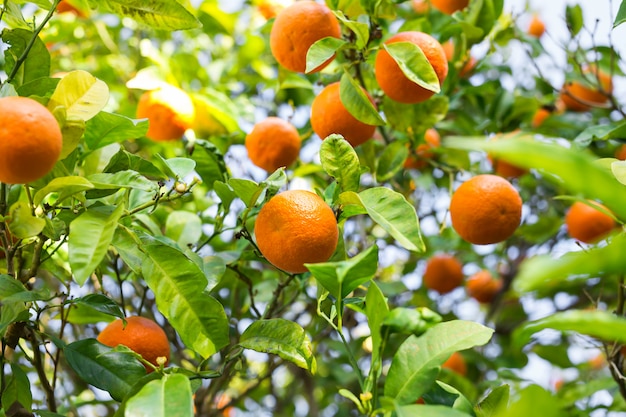 The fruit of the orange tree.