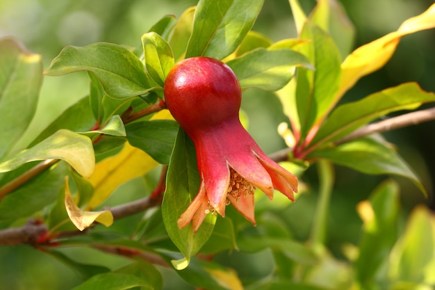 Fruit pomegranate red  ripening hanging among green leaves on a tree branch