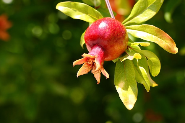 Fruit pomegranate ripening hanging on a tree branch with leaves