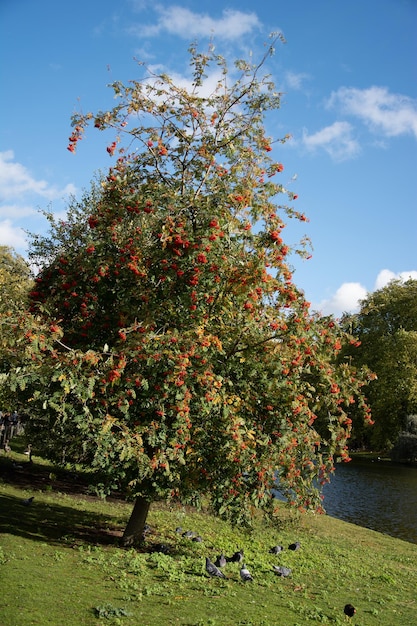 Fruit of the Rowan or Moutain Ash Tree on the side of a lake