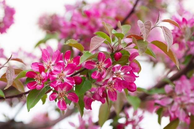 Fruit tree blossom in springtime tender pink flowers bathing in sunlight warm april weather Blooming tree in spring internet springtime banner floral background