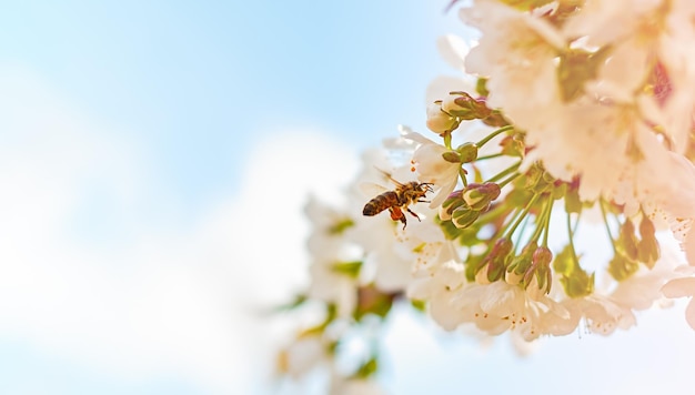 Fruit tree flowers and a bee collecting pollen