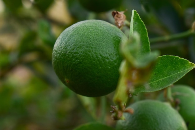 Fruit tree lemon food leaf citrus nature lime branch agriculture leaves orange fresh healthy plant tropical closeup garden organic green ripe walnut natural isolated health