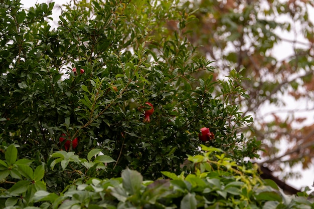 Fruit tree pomegranate Red pomegranate fruits on the tree