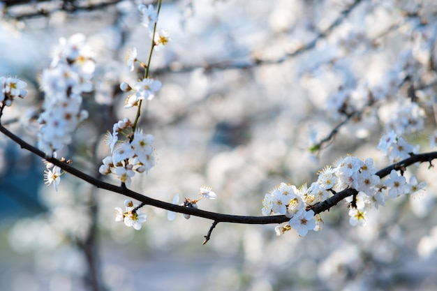 Fruit tree twigs with blooming white and pink petal flowers in spring garden.