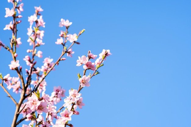 Fruit tree twigs with blooming white and pink petal flowers in spring garden.