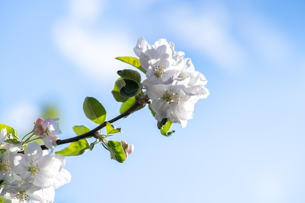 Fruit tree twigs with blooming white and pink petal flowers in spring garden