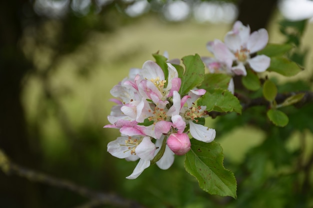 Fruit Tree with Buds and Blossoms in the Spring Time