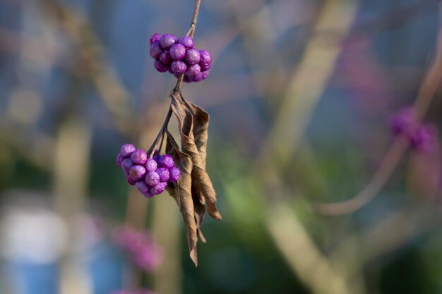 Fruits are growing on Japanese beautyberry Scientific name is Callicarpa dichotoma selective focus