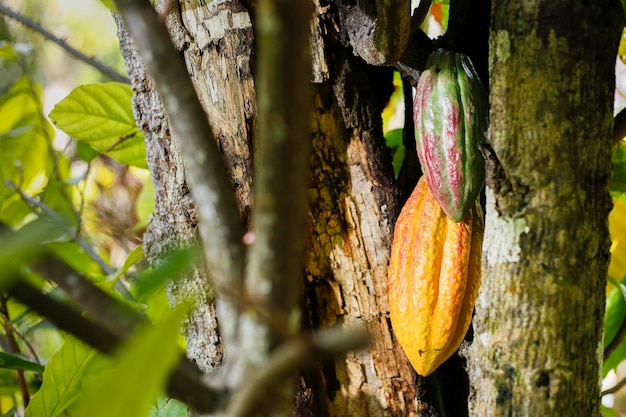 Fruits of the cacao plant in traditional cultivation