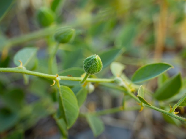 Fruits of capers Capparis closeup