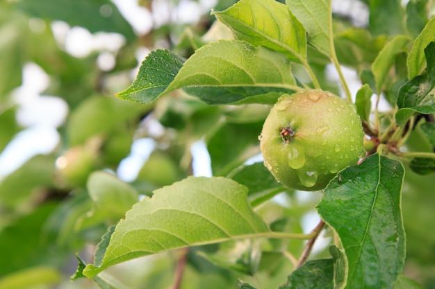 Fruits of immature apple on the branch of tree with leaves affected by fungal disease.