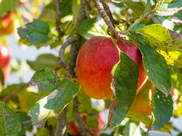 Fruits Infected by the Monilia fructigena