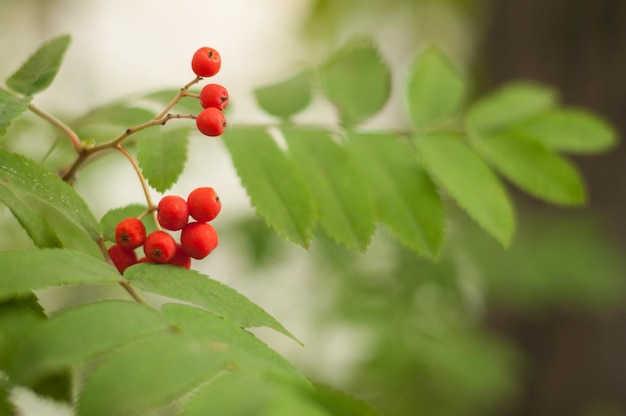 Fruits of red mountain ash with green leaves with a blurred background