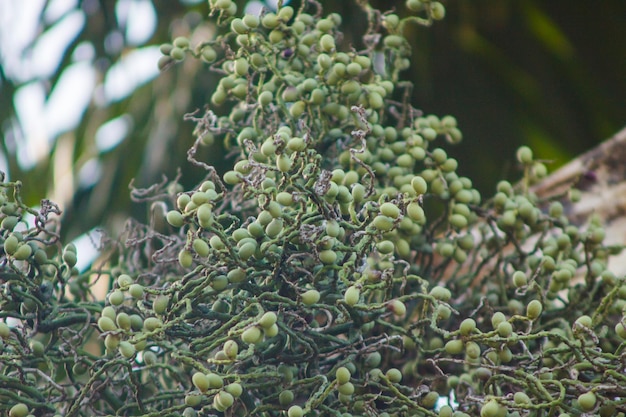 Fruits of a royal palm tree in Rio de Janeiro Brazil