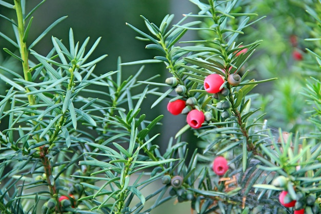 Fruits of Taxus baccata between green branches