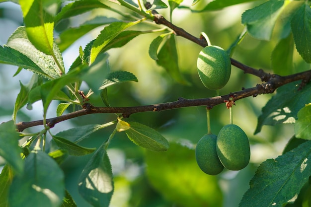 Fruits of unripe plum on tree in orchard