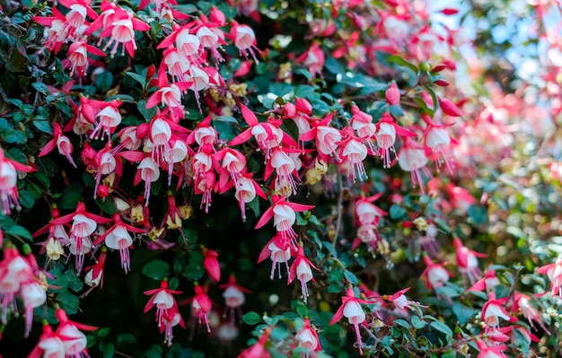 Fuchsia Flowers In The Garden