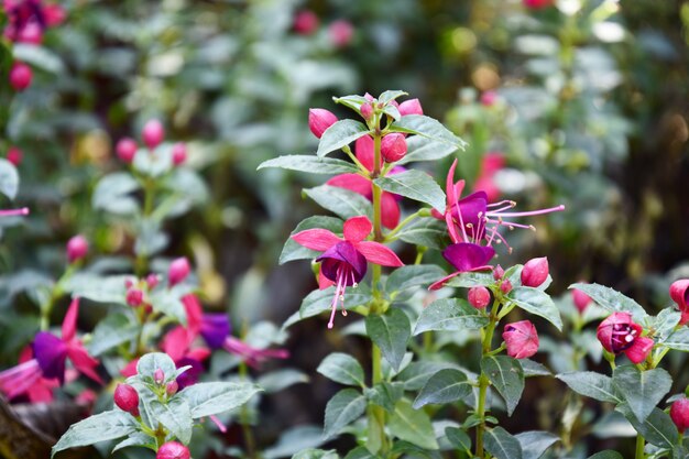 Fuchsia flowers in the garden