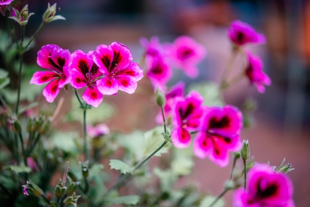 Fuchsia pink mini petunia flowers in summer flowerbed calibrachoa million bells or trailing mini pet