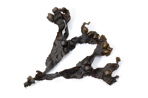 Fucus vesiculosus isolated on white background Bladder wrack seaweed