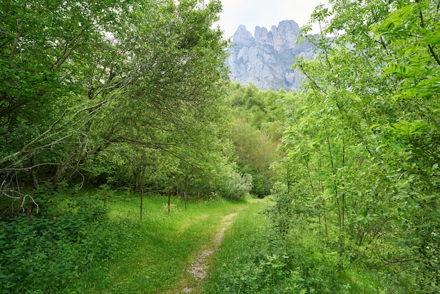 Fuente De mountains forest in Camaleno Cantabria