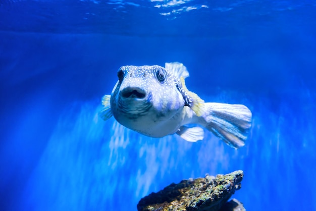 Fugu puffer blowfish fish Arothron Hispidus in aquarium as nature underwater sea life background